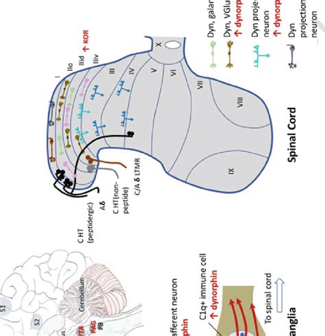 Evidence for increased dynorphin or KOR function or expression in... | Download Scientific Diagram