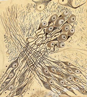 Santiago Ramón y Cajal Drawings | Janelia Research Campus