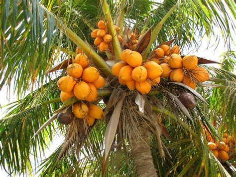 Coconut Cultivation Tips - YouTube