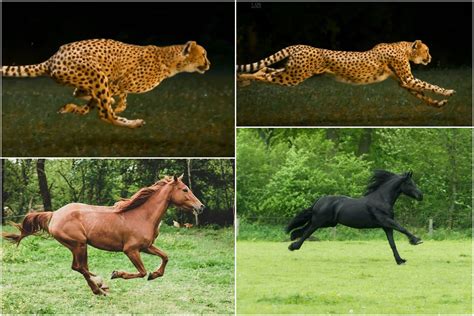 Top 109 + Gait of animals meaning - Inoticia.net