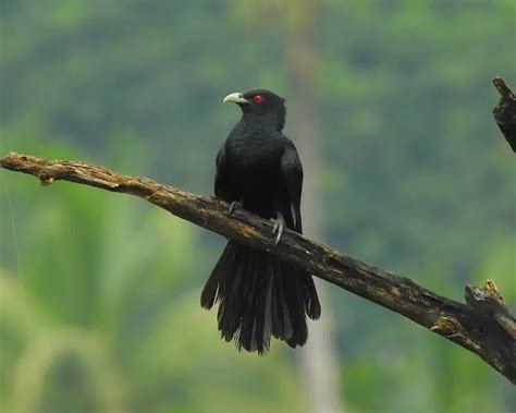 Asian Koel - Facts, Diet, Habitat & Pictures on Animalia.bio