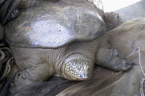 Yangtze Giant Softshell Turtle Facts