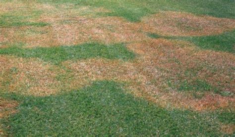 Identifying and Preventing Common Lawn Diseases | LebanonTurf