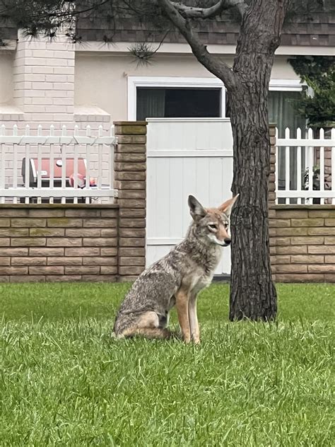 Coyote pups exploring the backyard (Tucson, Arizona) : r/coyote