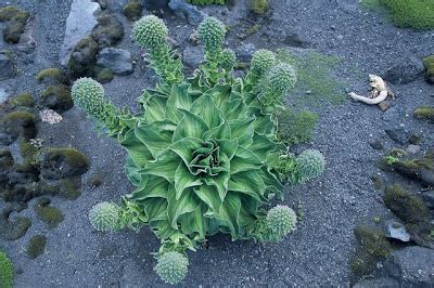 Genetic Jungle: The Kerguelen Cabbage