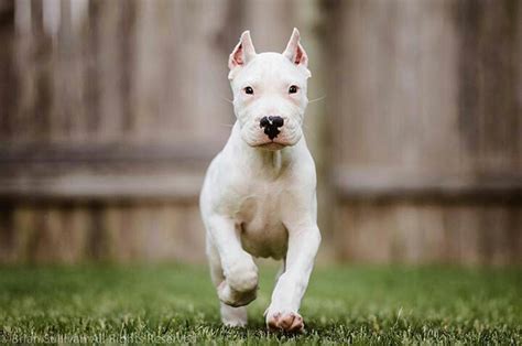 Dogo Argentino puppy | Dog breeds, Dogs, Puppies