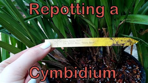 Repotting a Cymbidium - YouTube