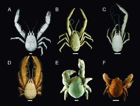 Photographs of known kiwaid squat lobsters ("yeti crabs"). A) Kiwa... | Download Scientific Diagram