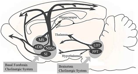 Frontiers | Basal Forebrain Cholinergic System and Orexin Neurons: Effects on Attention ...