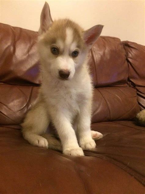 Brown Siberian Husky Puppies | PETSIDI