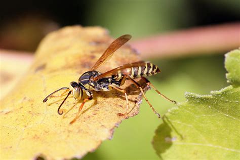 Northern Paper Wasp (Polistes fuscatus) | A Northern Paper W… | Flickr