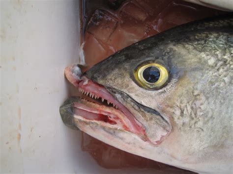 italian fisherman: BLUEFISH TEETH, CAPE COD MA