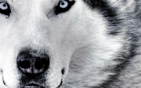 Black White Wolf Wallpaper at Toby Turner blog