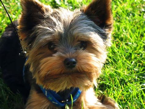 Essential Steps In A Perfect Yorkie Puppies Care - puppieslove.net