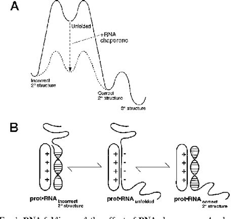 RNA Folding | Semantic Scholar