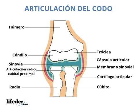 Diartrosis: dónde se encuentran, características, tipos