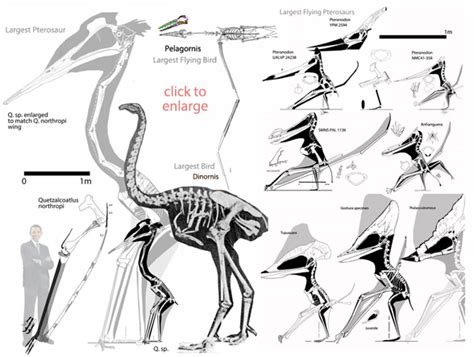 Pteranodon Skeleton Size