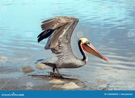 Pelican Taking Off in Flight at Ventura Beach Next To Santa Clara River ...