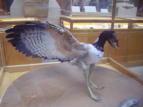 Facts About Archaeopteryx, the Famous "Dino-Bird"