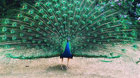 If a Peacock Loses His Tail Feathers, Do They Grow Back? | HowStuffWorks