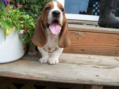 20 Most Popular BuzzSharer Basset Hound Pics