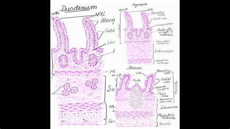 Duodenum jejunum and Ileum histology diagrams - YouTube