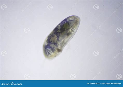 Ostracods of Class of the Crustacea Stock Photo - Image of zoological, laboratory: 300250422