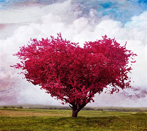 Nature Calls 33, heart, tree, HD wallpaper | Peakpx