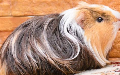 Silkie Guinea Pig (2024 Comprehensive Care Guide)