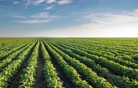 Sulfur’s Role in Soybean Success | Mosaic Crop Nutrition