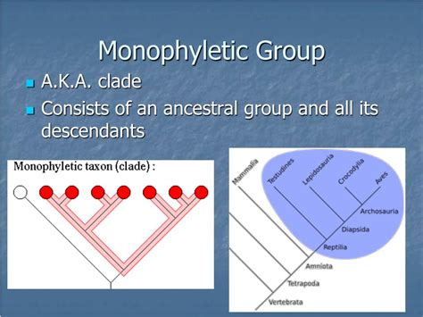 A Monophyletic Group Of Organisms Is A Group Of Organisms That Share A ...