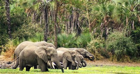 Mozambique Wildlife Guide