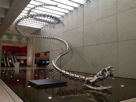 Skeleton of the Nigeria's 40 foot prehistoric snake the Titanoboa - 9GAG