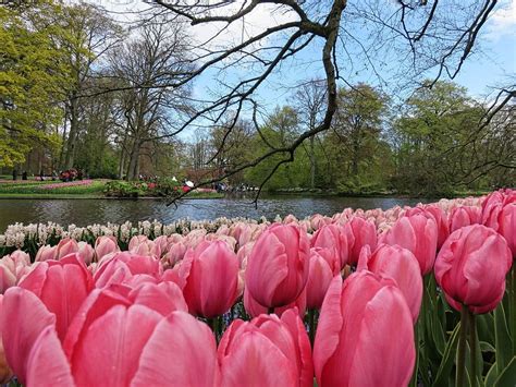 Is Keukenhof Worth It? Tulips and What Else in Keukenhof Gardens (Netherlands)? | Ipanema ...