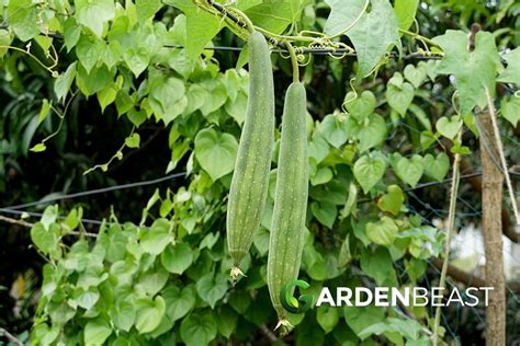 Loofah Plant Guide: How to Grow & Care For "Luffa" Plants