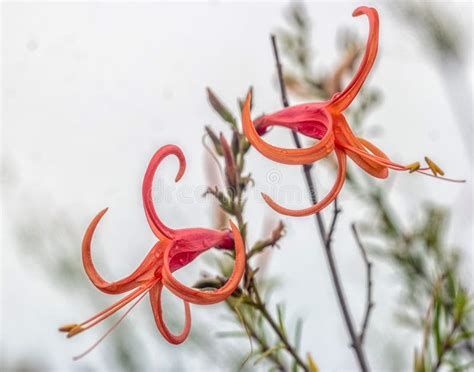 576 Red Flowering Desert Plants Stock Photos - Free & Royalty-Free ...