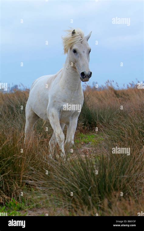 Camargue Horse, France Stock Photo - Alamy