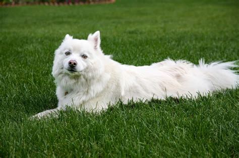 Meet 5 American Eskimo Breeders And The Affordable Eskie