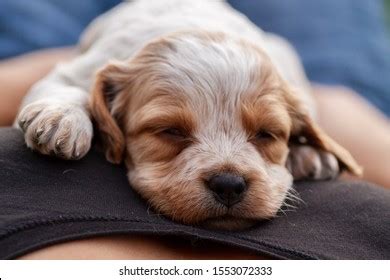 642 Breton puppies Images, Stock Photos & Vectors | Shutterstock