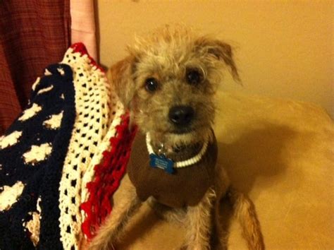 My Barney Boy--he's a Rat Terrier/Poodle Mix | Rat terriers, Rat ...