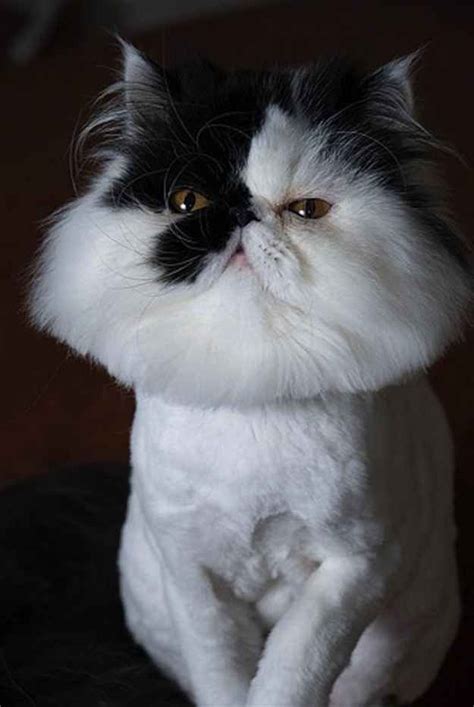 Long Hair Persian Cat Grooming - Pets Lovers