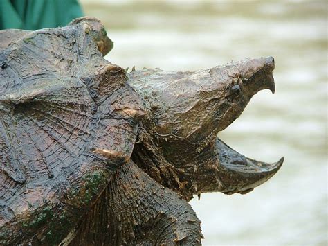 Alligator Snapping Turtle | Always Learning!