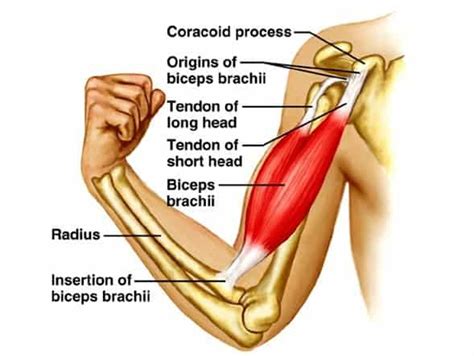 Biceps tendonitis treatment with massage and 3 exercises