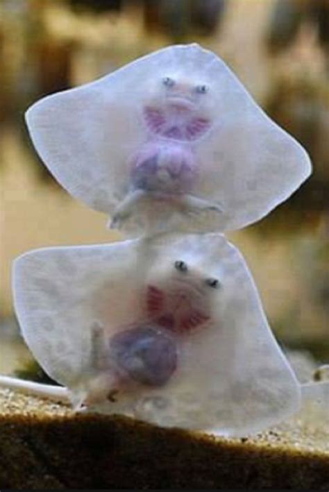 2 Baby Stingrays Put On A Show And Move Their Claspers In An Unforgettable Way (VIDEO) #Animals ...