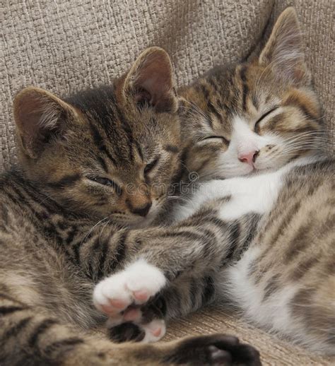 Sleeping tabby kittens stock image. Image of cute, forever - 27487069