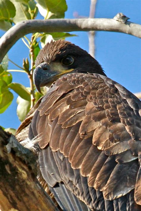 Bald Eagle Fledgling | Strathcona Riverside Trail. | Dale Scott | Flickr