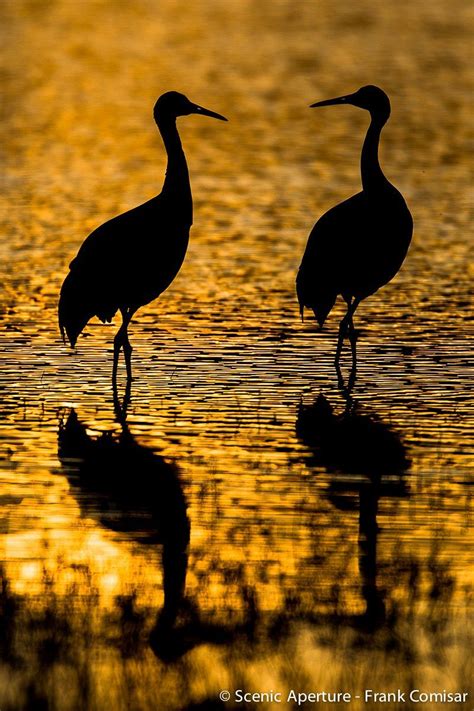 Bosque del Apache Photography Workshop | Socorro, NM | 970-385-5853