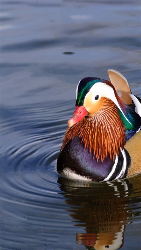 Mandarin Duck Wallpapers 28 Top Free Mandarin Duck Images For Mac ...