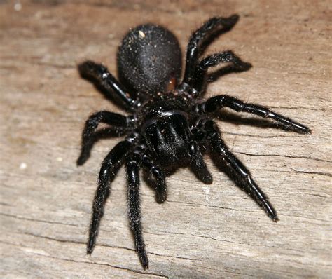 Sydney funnel web spider (Atrax robustus) | Australian spider, Funnel ...