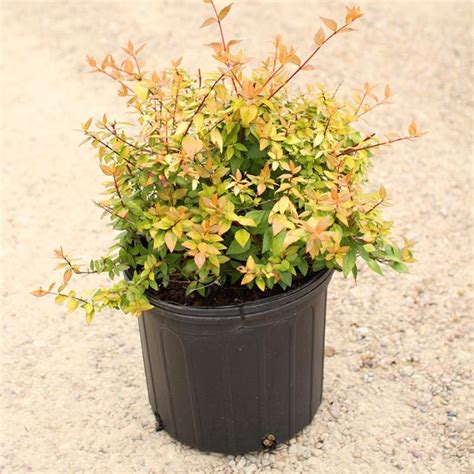 Abelia - Francis Mason - Dallas Stone Supply and Wholesale Nursery - Outdoor Warehouse Supply